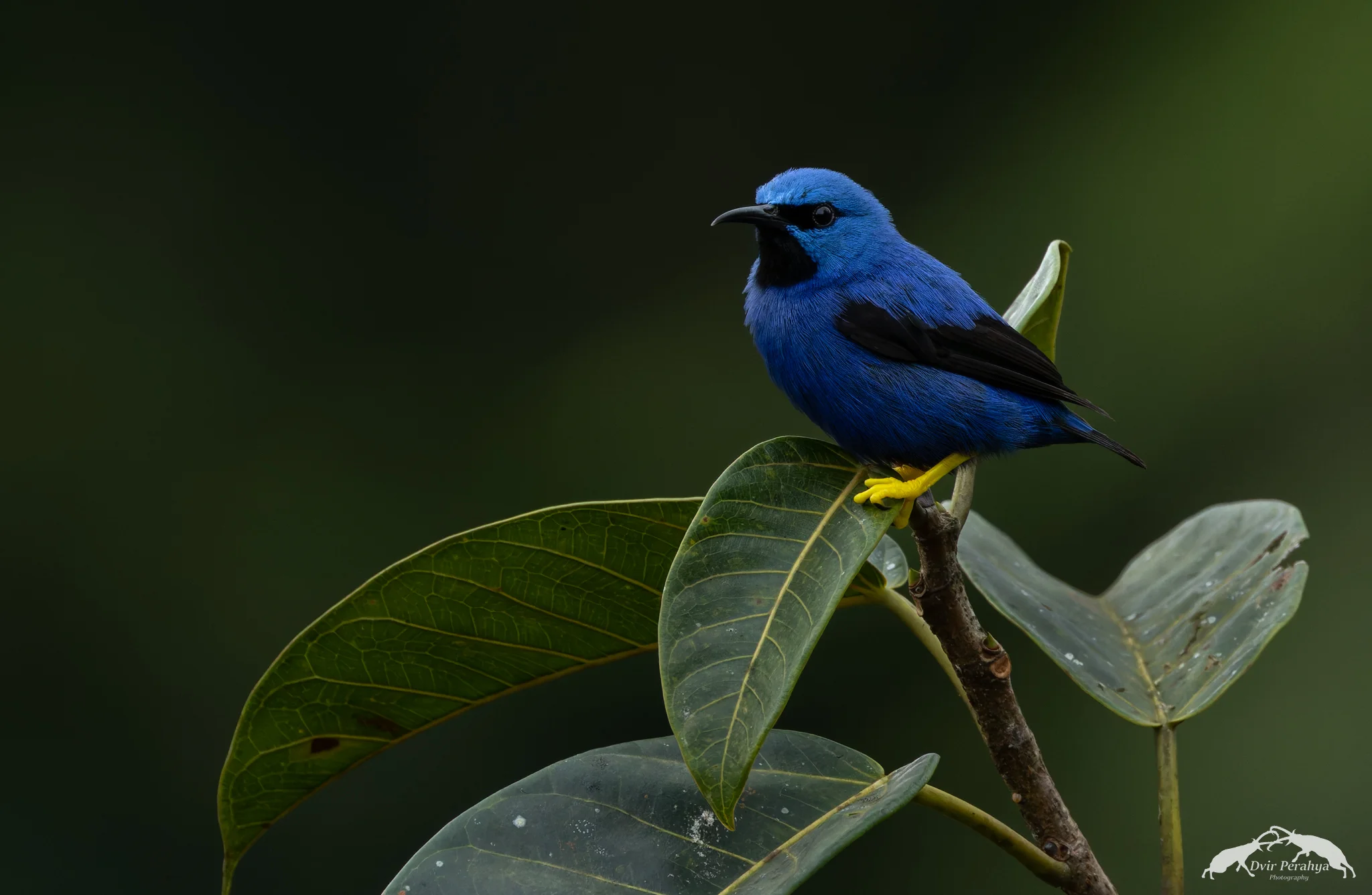 Costa Rica Wildlife